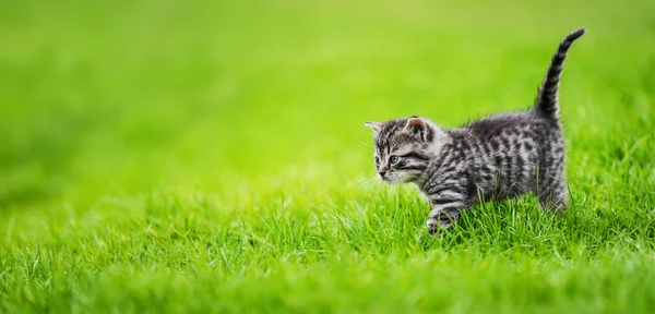 Kitten Green Grass Background — Fotografia de Stock