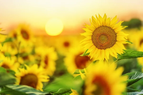 Rozkvetení Slunečnic Pozadí Slunce — Stock fotografie