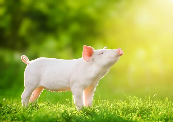 Lindo Bebé Cerdo Relajante Disfrutando Vida Sonrisas Iluminado Por Sol Imagen De Stock