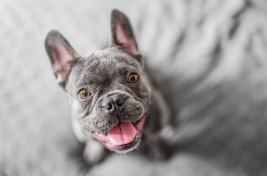 Çok mutlu Fransız bulldog köpeği, en iyi manzara.