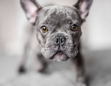 Çok tatlı bir Fransız bulldog köpeği kameraya endişeli endişeli bakıyor.
