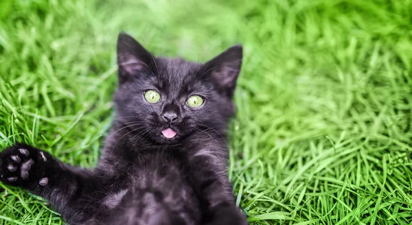 Schwarz Überraschte Kätzchen Die Die Kamera Auf Grünem Gras Hintergrund — Stockfoto