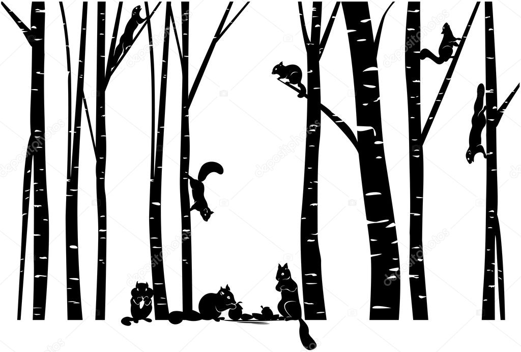 A family of Squirrel in Birch forest