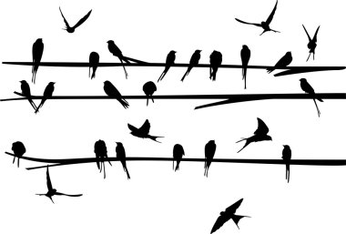 swallow stand ve şube etrafında sinek