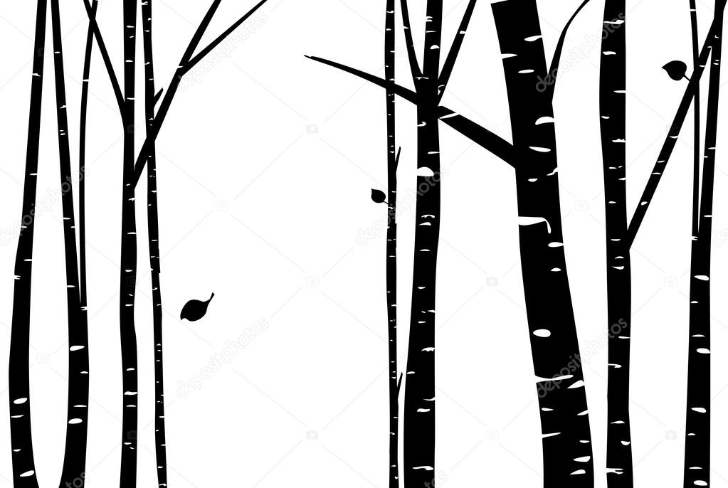 Birch and forest illustration