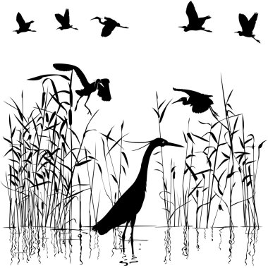 Group of Egrets in swampland illustration clipart