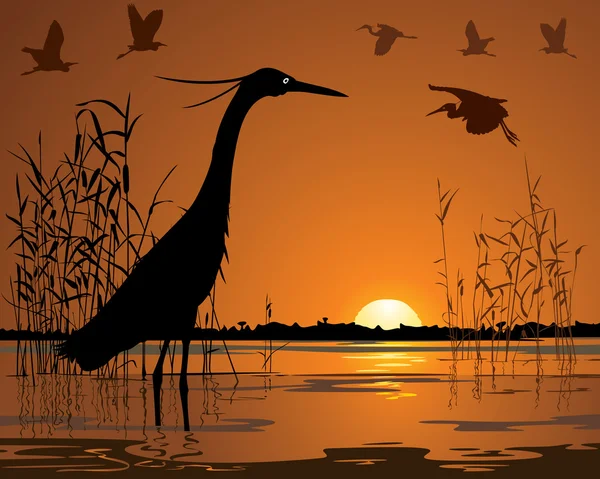 Aves en el pantano del atardecer ilustración — Vector de stock