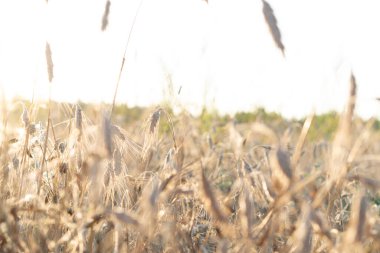 Yazın, güneşli günbatımında çimen çıkıntıları, güzel bir akşam.
