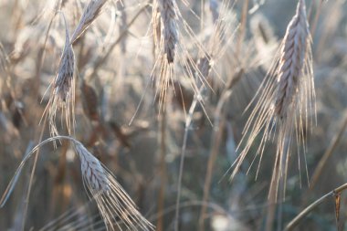 Yazın, güneşli günbatımında çimen çıkıntıları, güzel bir akşam.
