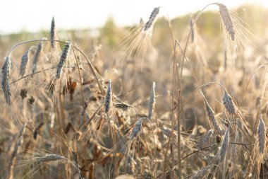 Yazın gün batımında çimen çıkıntıları