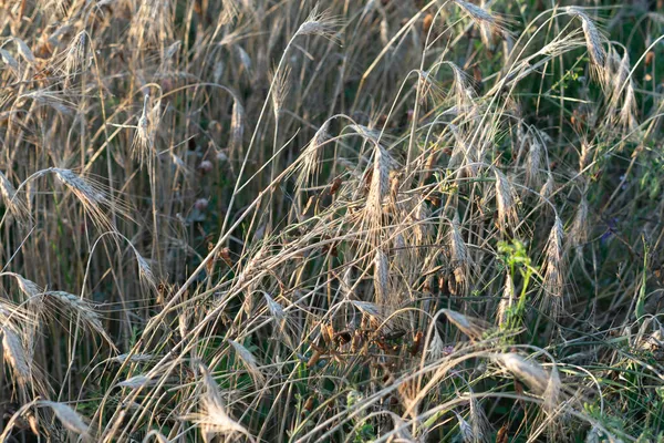 stock image spikelets of grass in summer at sunny sunset, beautiful evening