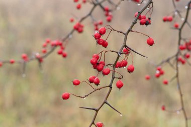 Kırmızı dikenli meyveler ağaçta.