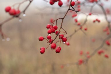 Kırmızı dikenli meyveler ağaçta.