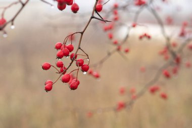 Kırmızı dikenli meyveler ağaçta.