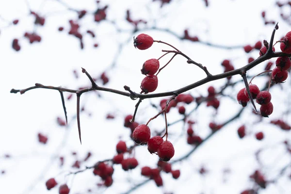 Красные Ягоды Боярышника Открытом Воздухе Дереве — стоковое фото