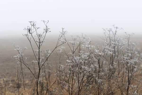 Dry Brown Grass Field Fog — 图库照片