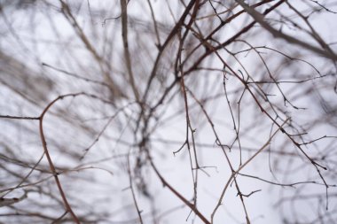 Bir ağacın çıplak dalları karların arka planında