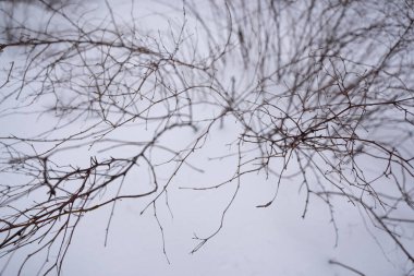 Bir ağacın çıplak dalları karların arka planında