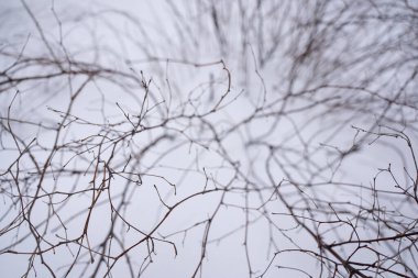 Bir ağacın çıplak dalları karların arka planında