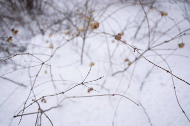 Karın arka planında çıplak ağaç dalları