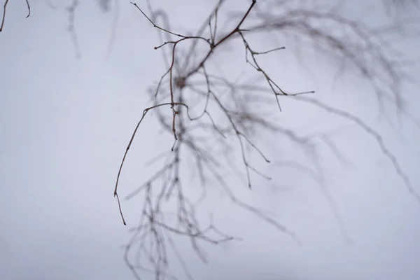 Kahle Äste Eines Baumes Vor Dem Hintergrund Des Schnees — Stockfoto