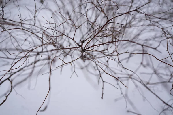 Karın arka planında çıplak ağaç dalları
