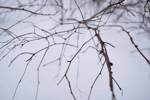 雪地里的光秃秃的树枝 — 图库照片