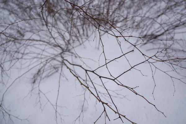 Karın arka planında çıplak ağaç dalları