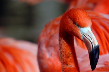 yakın çekim yan bakan olarak gözlemci bir pembe flamingo