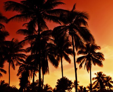 karanlık palmiye ağacı siluetleri ateşli kırmızı, turuncu ve sarı günbatımı üzerinde