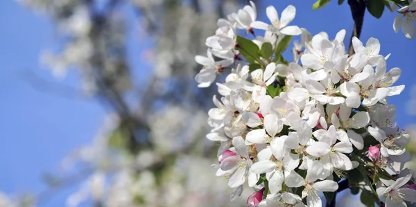 Kirschblüten - großes Panoramaformat ideal für große Displays und Werbetafeln — Stockfoto