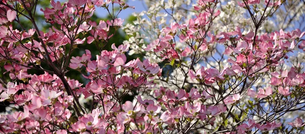Frühlingsblüher - Panoramaformat, ideal für große Displays und Plakatwände — Stockfoto