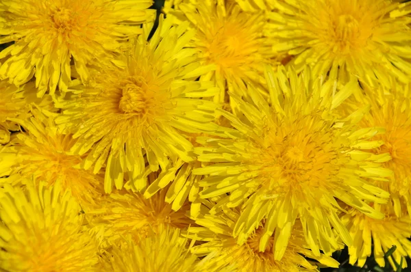 Tarassaco giallo brillante — Foto Stock