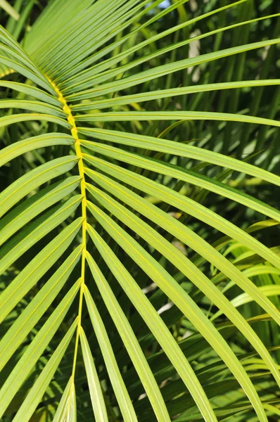 Яркий ботанический фон зеленого пальмового листа с небольшой глубиной резкости — стоковое фото