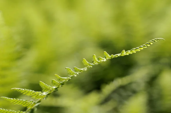 Fougère verte luxuriante scintillant à la lumière du soleil — Photo