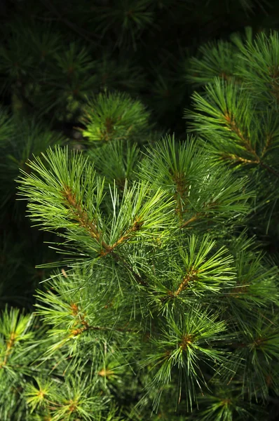 Lush green pine tree in the sun