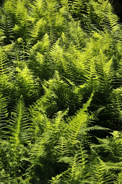 Hintergrund üppig grüner Waldfarne, im Gegenlicht der Sonne — Stockfoto