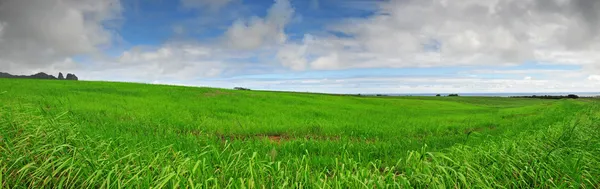 Belos prados verdes exuberantes sob um céu azul com um cir arco-íris — Fotografia de Stock