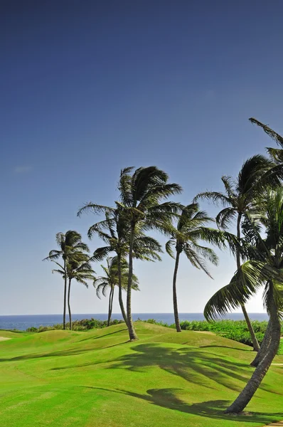 Palmiye ağaçlarının Kauai, hawai tepelik bir golf sahası — Stok fotoğraf