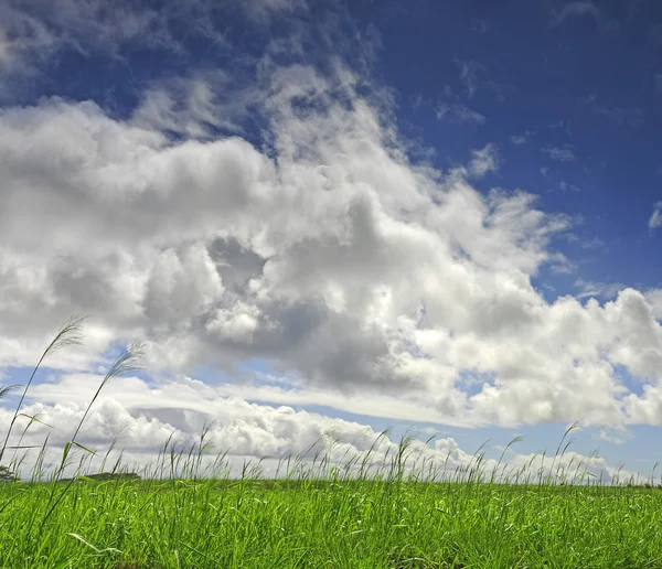 Fluffy clouds stroll over a lush green meadow in spring — Stock Photo, Image