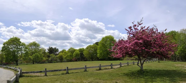 Blühender Baum mit rosa Blüten in einem saftig grünen Feld im späten Frühling - großes Panorama ideal für lange Werbetafeln und große Displays Stockbild