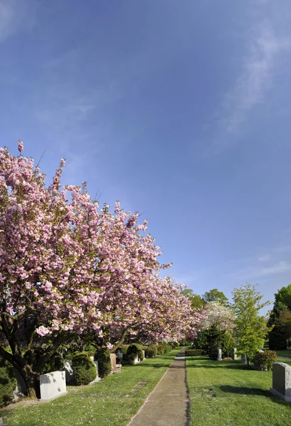 Våren blomma i en fredlig kyrkogård Royaltyfria Stockfoton