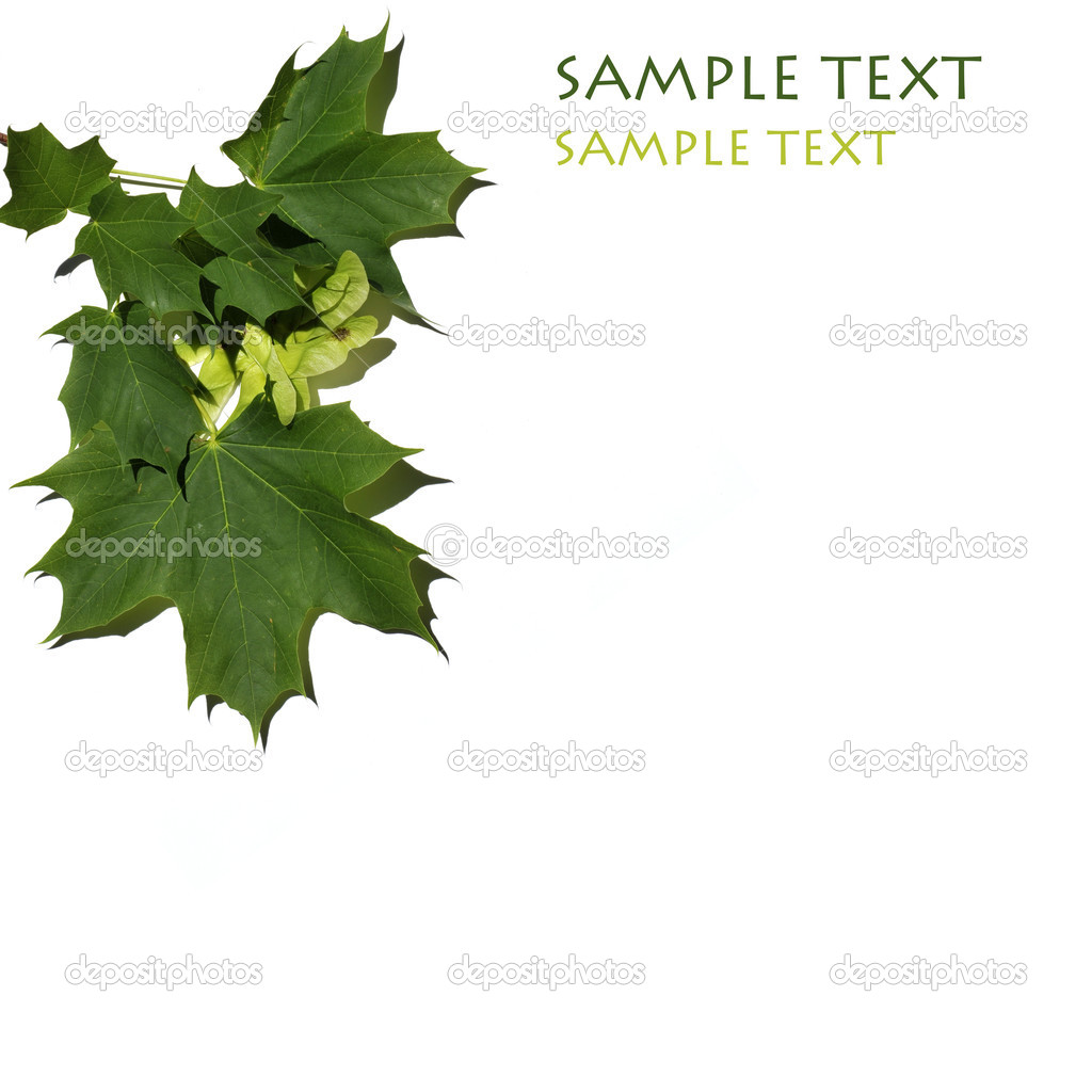 Vivid green maple leaves and winged seeds in spring isolated on white background - perfect for slides and presentations