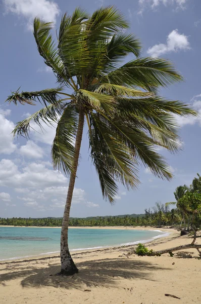 Dłoń drzewo stoi na zamiatanie tropikalnej plaży laguny z turkusowych wód — Zdjęcie stockowe