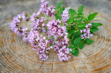 Demet taze kekik (Origanum vulgare)