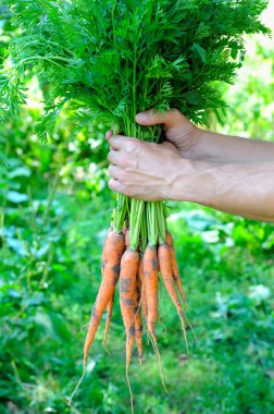 demet yumuşak arka plan ile bir el içinde havuç