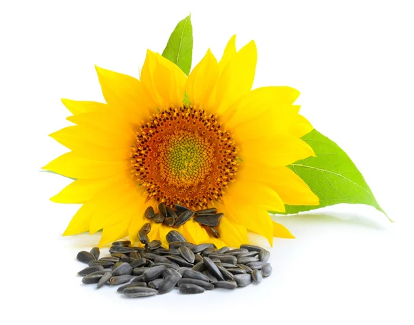 Yellow sunflower and sunflower seeds on a white background — Stock Photo, Image