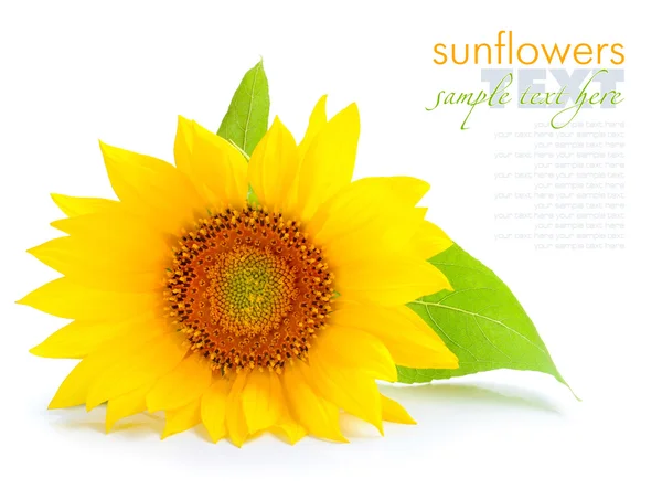Sunflower are on a white background — Stock Photo, Image