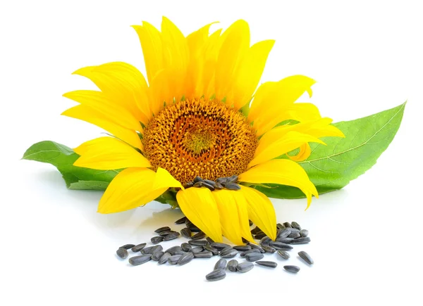 Yellow sunflower and sunflower seeds on a white background — Stock Photo, Image