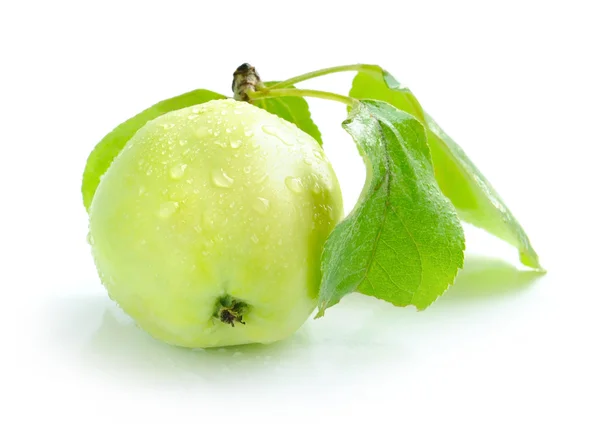 Manzana verde fresca sobre un fondo blanco —  Fotos de Stock